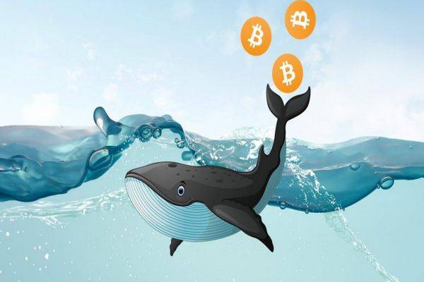 Cá Voi Bitcoin Là Gì Tìm Hiểu Về Cách Thao Túng Thị Trường Của loài Cá Trong Thị Trường Crypto