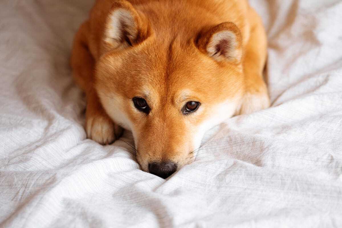 Giá Dogecoin doge Giảm Mạnh Vì Tin Đồn Twitter Cho Dừng Dự Án Ví Crypto