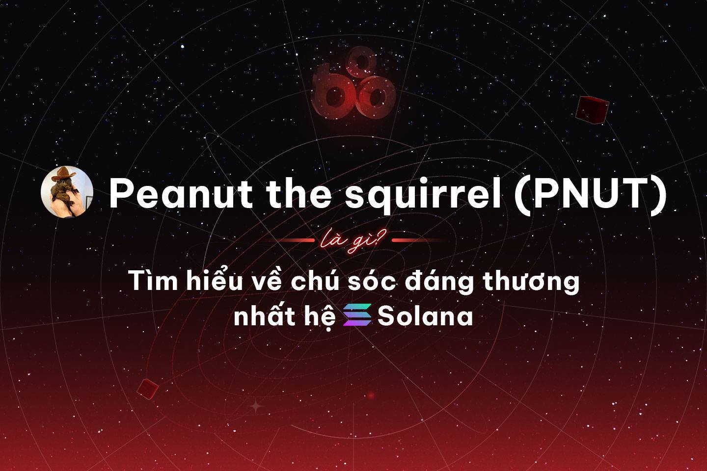 Peanut The Squirrel pnut Là Gì Tìm Hiểu Về Chú Sóc Đáng Thương Nhất Hệ Solana