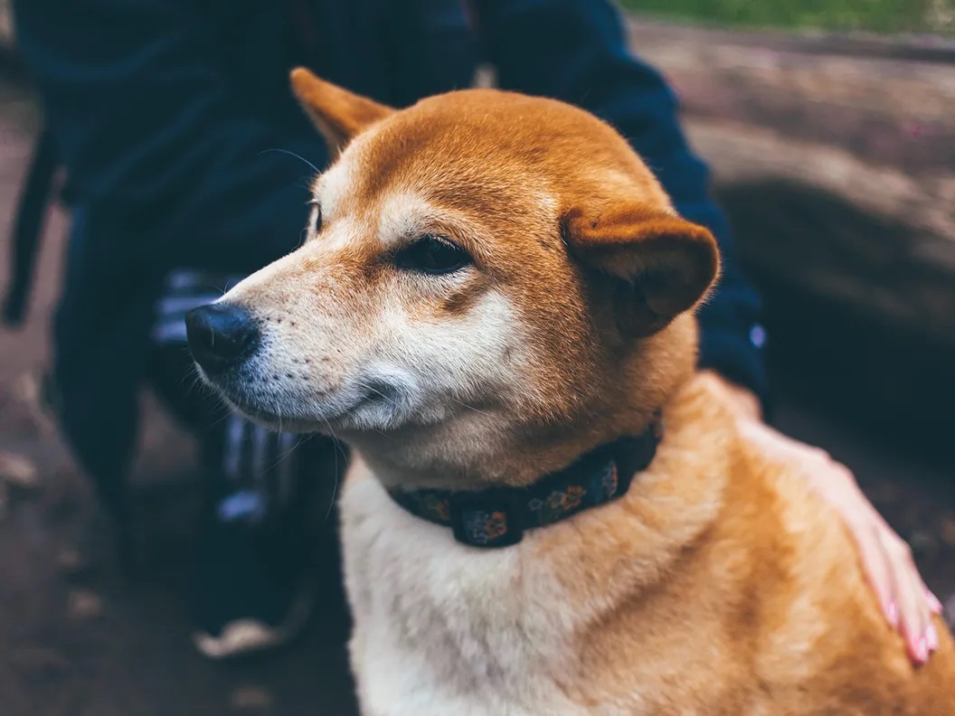 Shiba Inu lại Sắp Trình Làng Layer-2 Shibarium Bản Beta